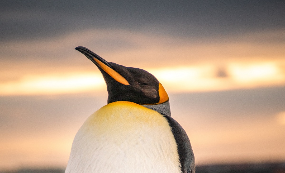 Tencent-AI-202303_Penguin-pexels.jpg